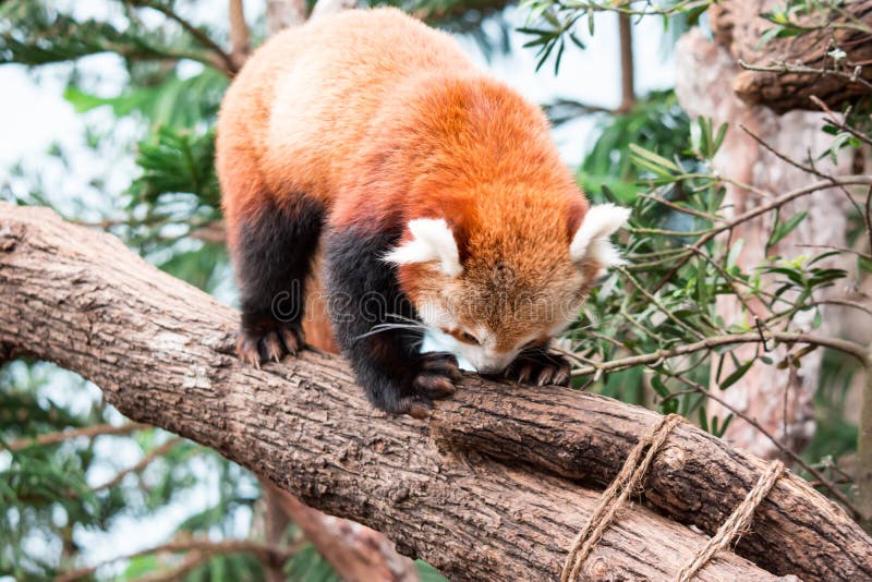 Bardzo śliczny czerwona panda, także dzwoniąca panda lesser czerwień obrazy royalty free Bardzo śliczny czerwona panda, także dzwoniąca panda lesser czerwień obrazy royalty free