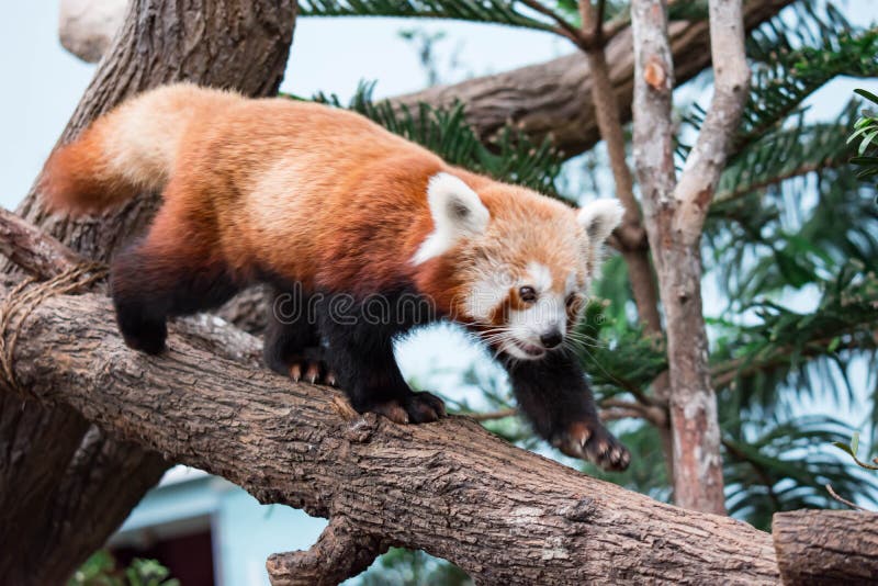 Bardzo śliczny czerwona panda, także dzwoniąca panda lesser czerwień fotografia royalty free Bardzo śliczny czerwona panda, także dzwoniąca panda lesser czerwień fotografia royalty free