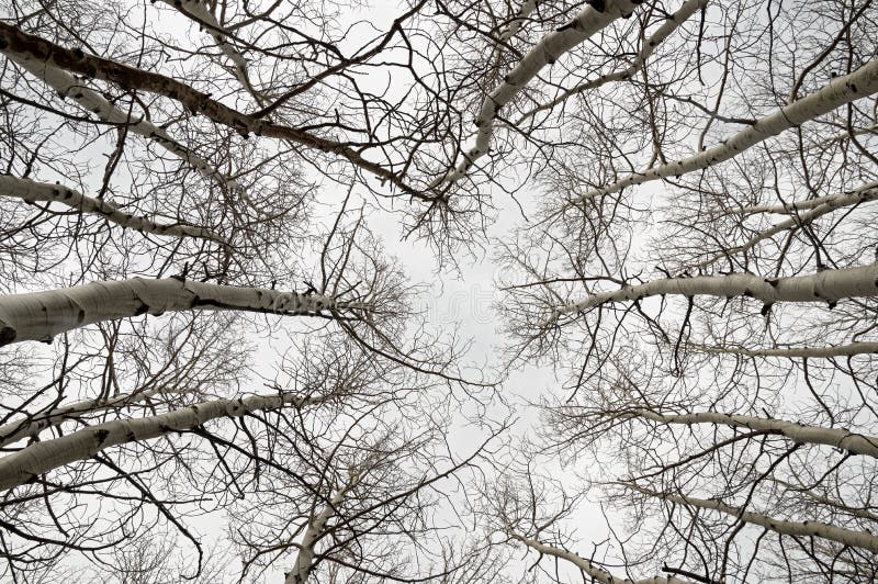 Bare Aspen Trees With Fallen Autumn Foliage Showing That Winter Is