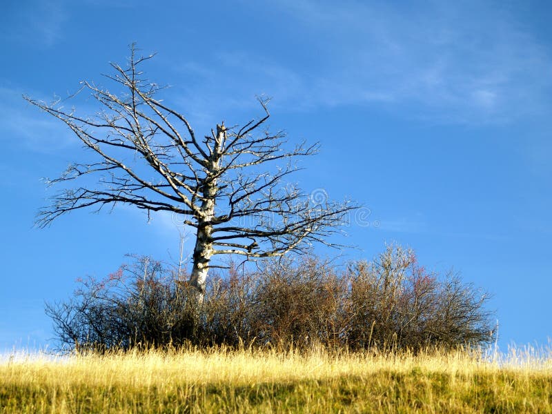 Holý rozvětvený strom na louce