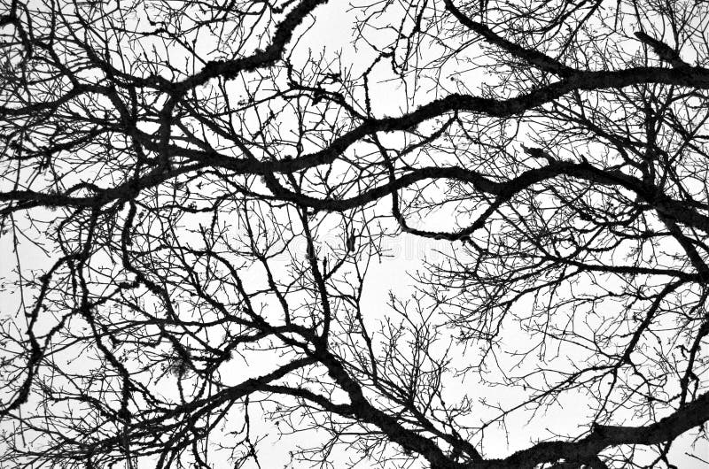 Image result for image bare branches