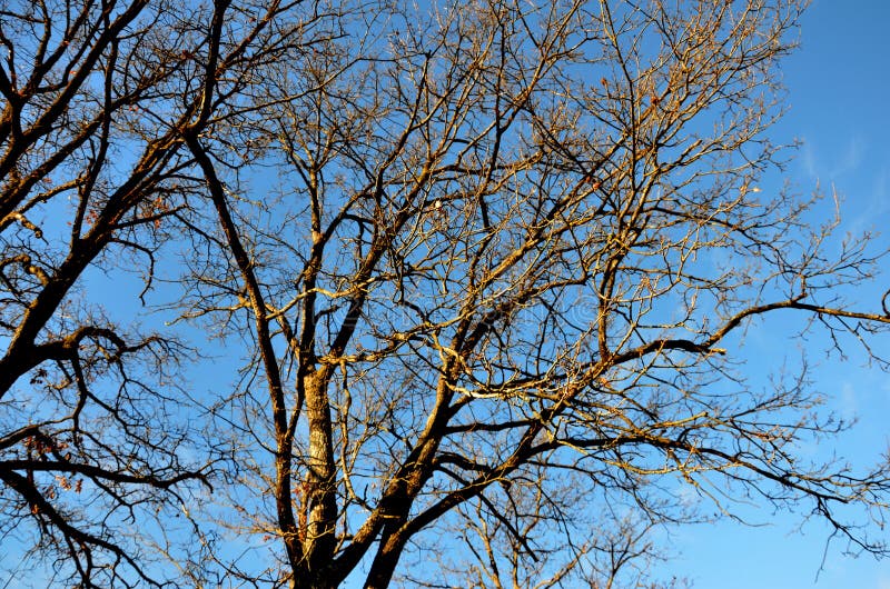 Bare branches stock image. Image of outdoor, wood, apennine - 198137533