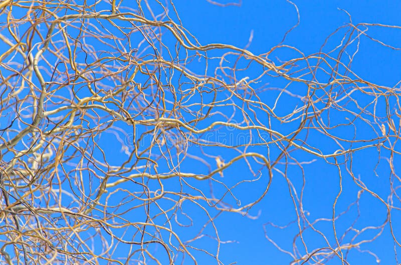 Bare Branches of a Curly Tree on a Background of Blue Sky Stock Photo Image of forest, tree