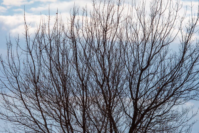 Bare branches on a tree against a gray sky royalty free stock images Bare branches on a tree against a gray sky royalty free stock images