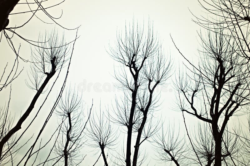 Bare branches of the trees