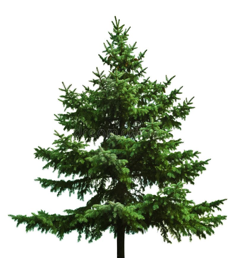 Un verde, nudo albero di Natale pronto per essere decorato, isolato su sfondo bianco.