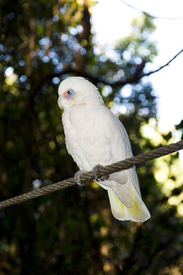 Bare eyed Cockatoo or Little Corellas