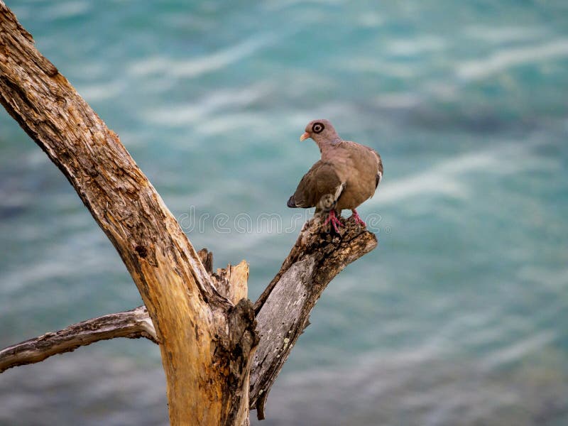 Bare-eyed pigeon, Patagioenas corensis. CuraÃ§ao, Lesser Antilles, Caribbean