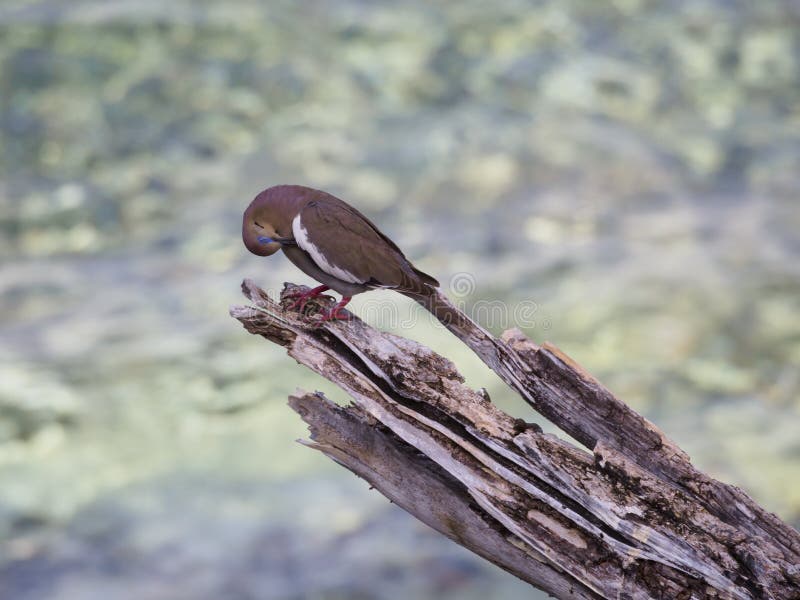 Bare-eyed pigeon, Patagioenas corensis. CuraÃ§ao, Lesser Antilles, Caribbean