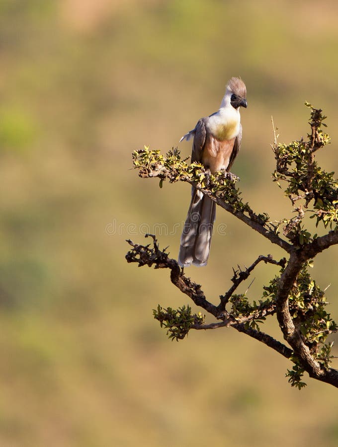 The Bare-faced Go-away Bird