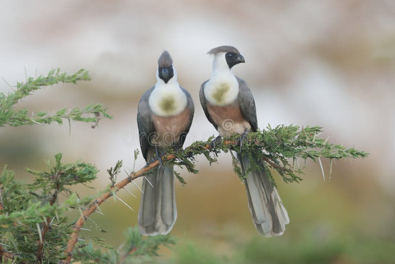 A bare-faced go-away-bird pair perched