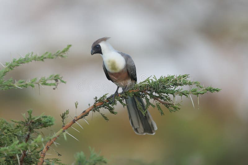 A bare-faced go-away-bird perched alone