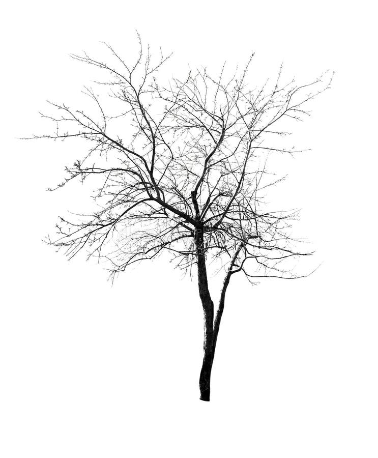 Bare isolated gray tree stock photo. Image of isolated - 26218940