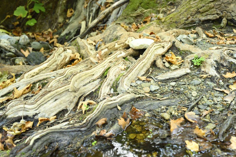 Bare Roots of Trees Growing in Rocky Cliffs between Stones and Water in