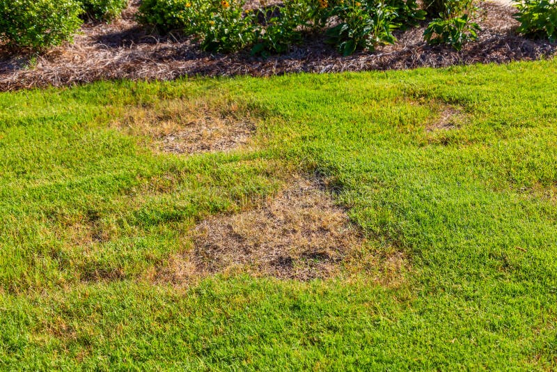 Bare Spots in Grass