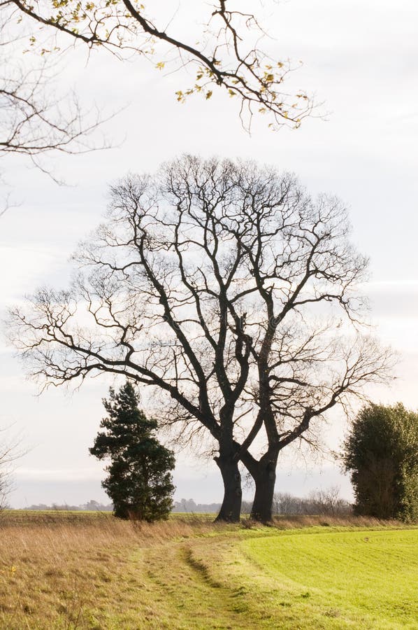 Bare tree