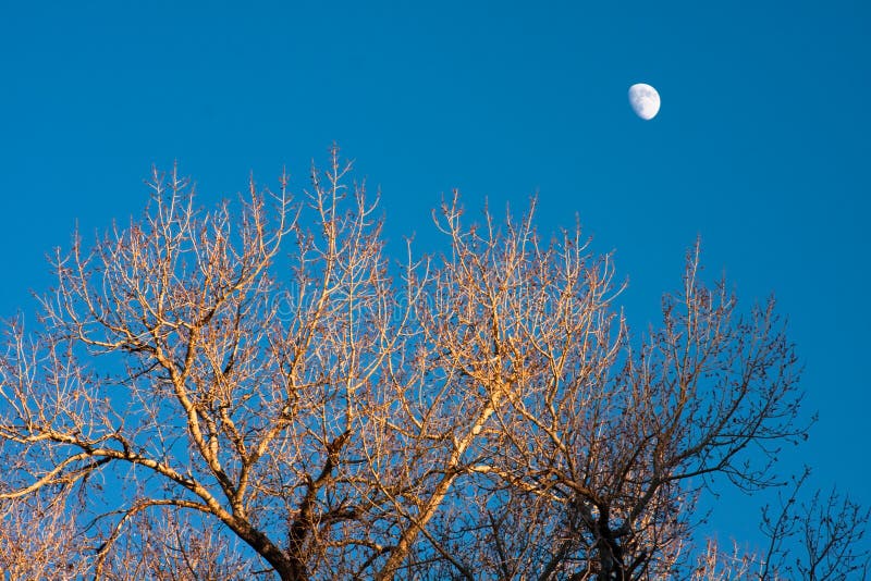 Bare Tree in Afternoon Sun and Moonrise