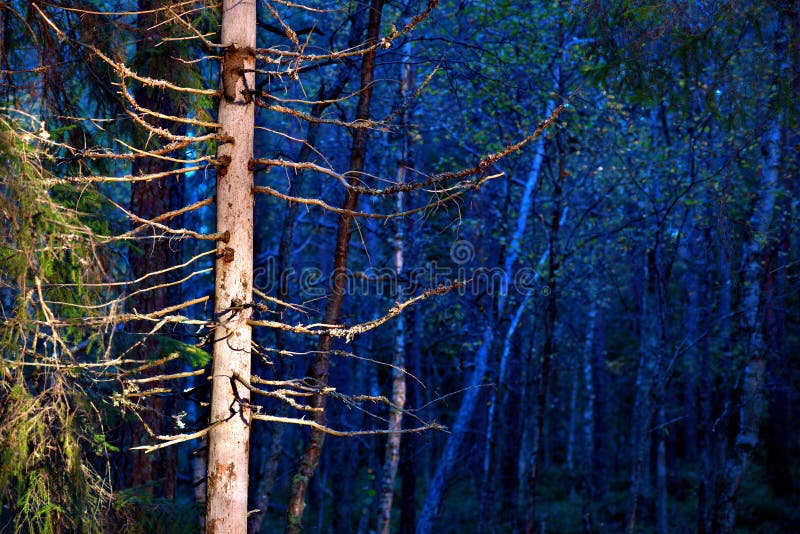 Blue forest stock photo. Image of empty, spooky, forest 16347424