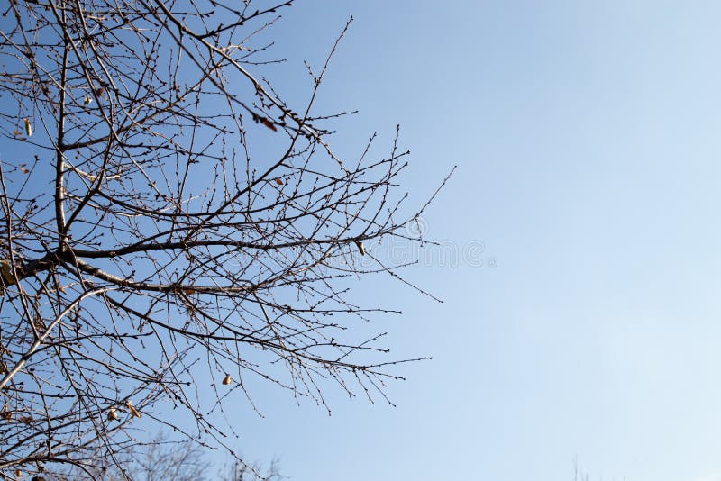 Bare tree branches against the blue sky royalty free stock image