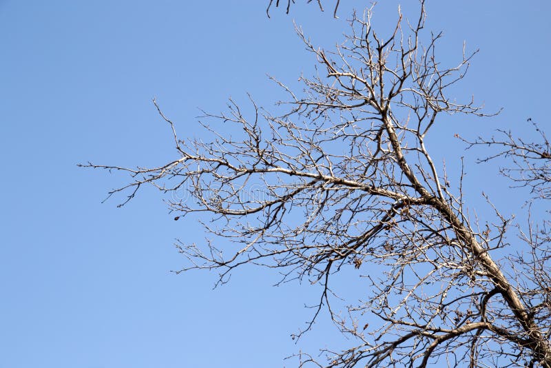 Bare tree branches against the blue sky royalty free stock photos