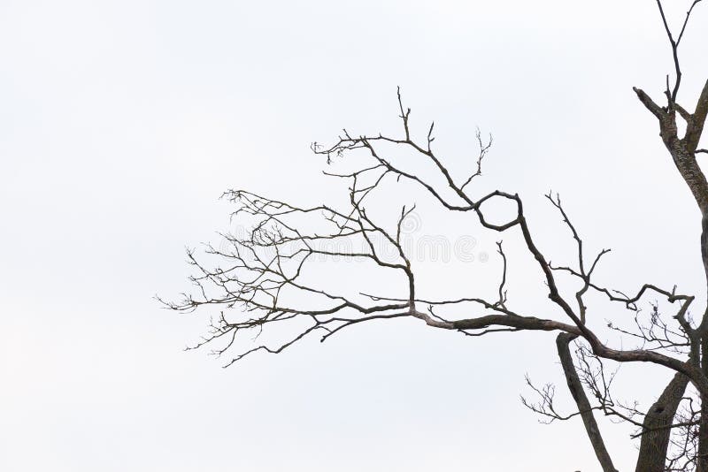 Bare tree branches stock image