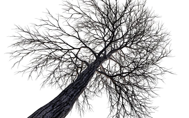 Bare tree branches stock illustration. Illustration of render - 85771601