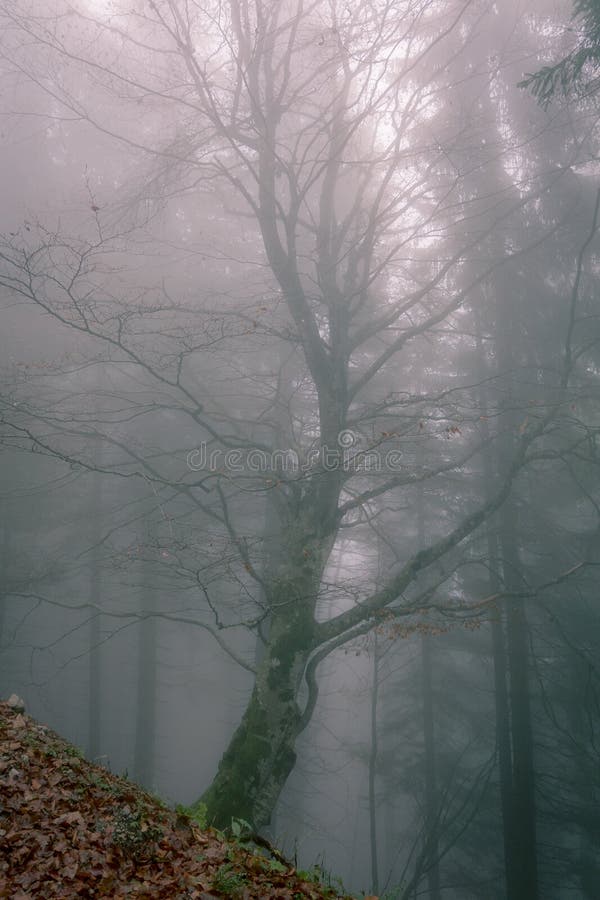 Bare tree with curved trunk on a slope in foggy forest royalty free stock photo