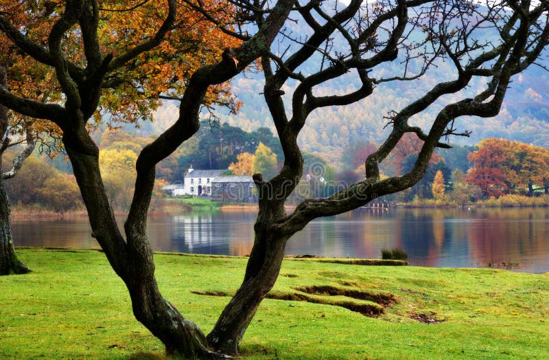 Bare tree & house by lake