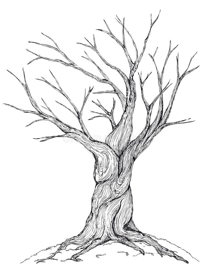 Bare tree illustration