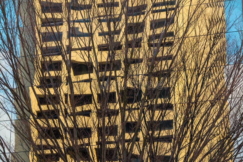 Bare tree and reflection of building