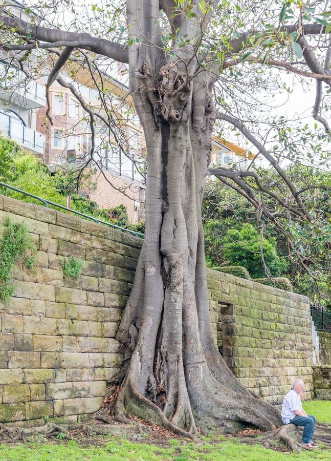 Bare tree in Sydney, Australia stock photography