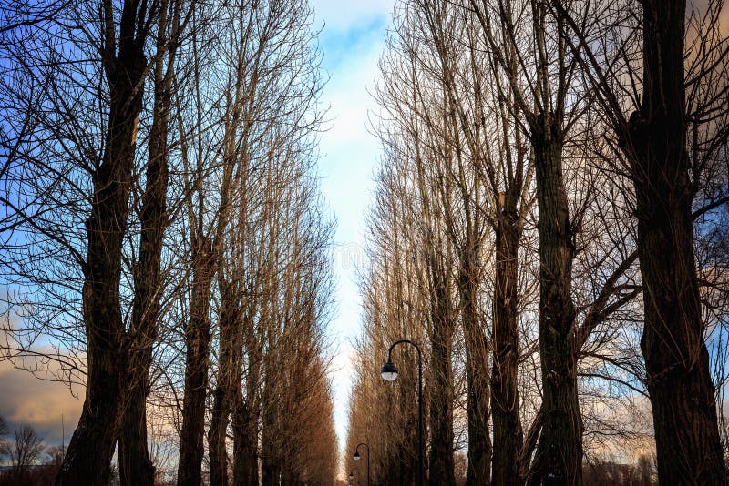 Bare trees line the road in city park at sunset.