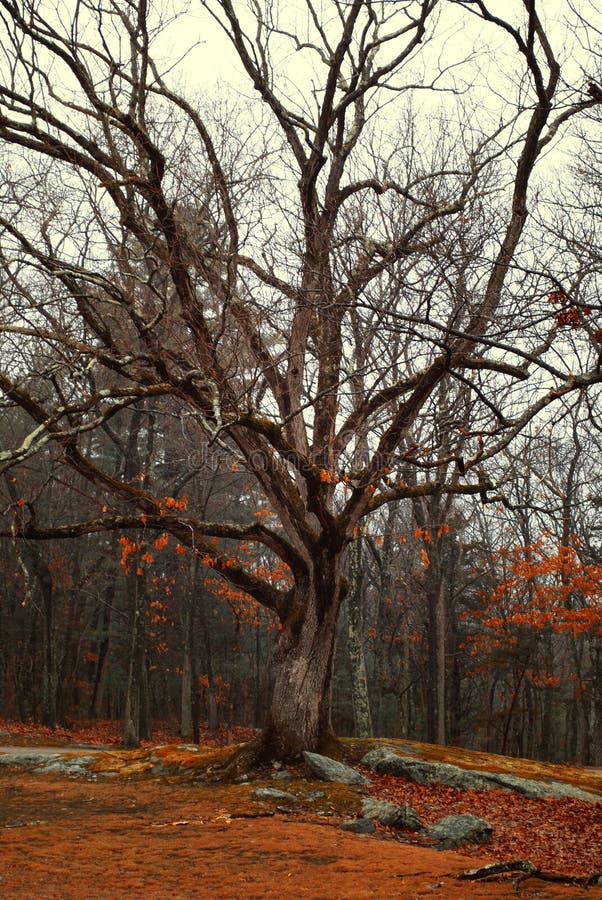 Bare Trees, Red Leaves