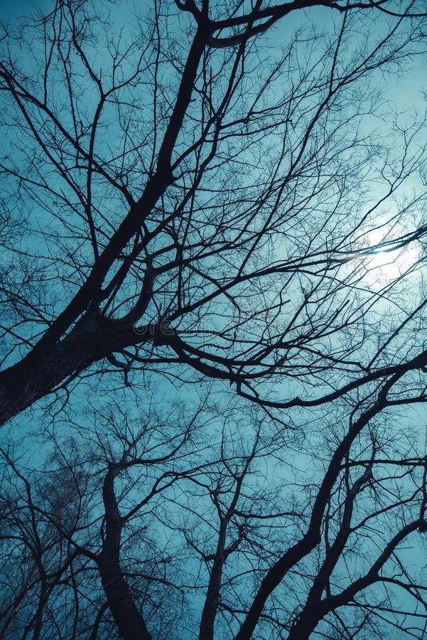 Bare Treetop Branches at Night Stock Image - Image of branches, spooky ...