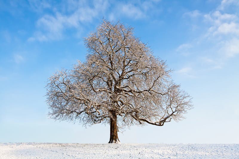 Bare winter tree royalty free stock photo Bare winter tree royalty free stock photo