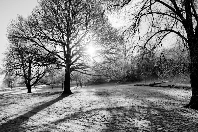 Bare Winter Trees stock photo. Image of gloomy, nature - 20599912