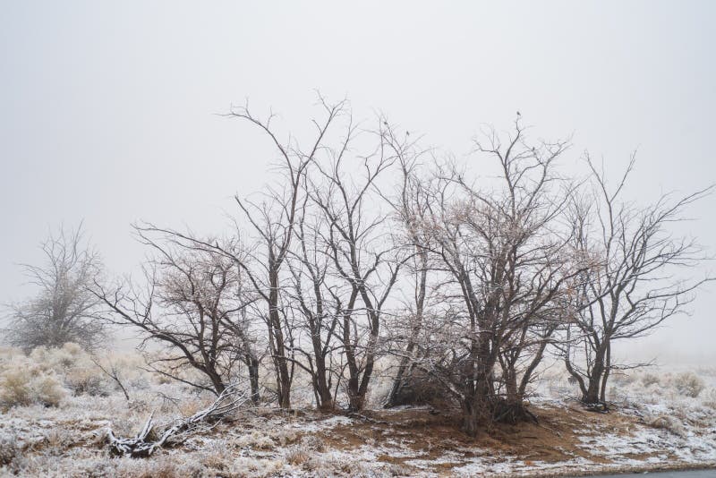 Bare winter trees in snowy desert plants and valley fog. Bare winter trees in snowy desert valley landscape with fog and distant cloudy Sierra Nevada mountain royalty free stock photos Bare winter trees in snowy desert plants and valley fog. Bare winter trees in snowy desert valley landscape with fog and distant cloudy Sierra Nevada mountain royalty free stock photos
