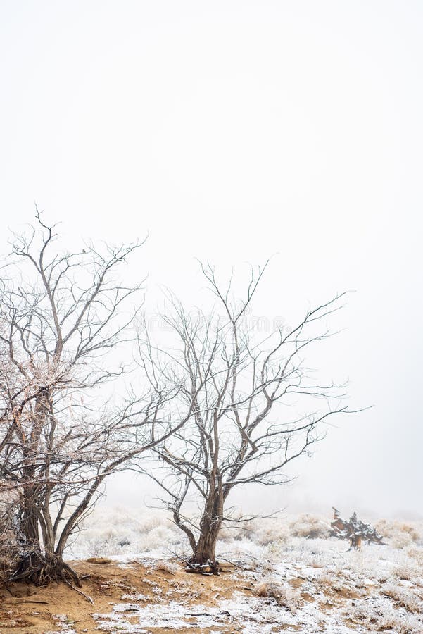 Bare winter trees in snowy desert plants and valley fog. Bare winter trees in snowy desert valley landscape with fog and distant cloudy Sierra Nevada mountain stock image Bare winter trees in snowy desert plants and valley fog. Bare winter trees in snowy desert valley landscape with fog and distant cloudy Sierra Nevada mountain stock image