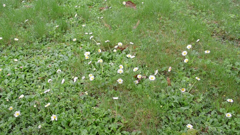 Barefoot woman daisy