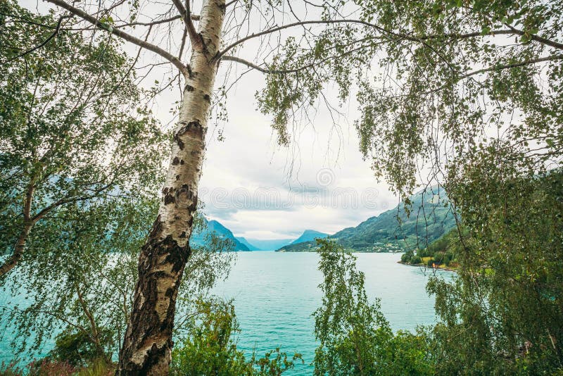 Bargarden Nature Reserve, Norway. Beautiful Fjord, Lake In Summer Day. Norwegian Nature. Birch Tree On Fjord Coast