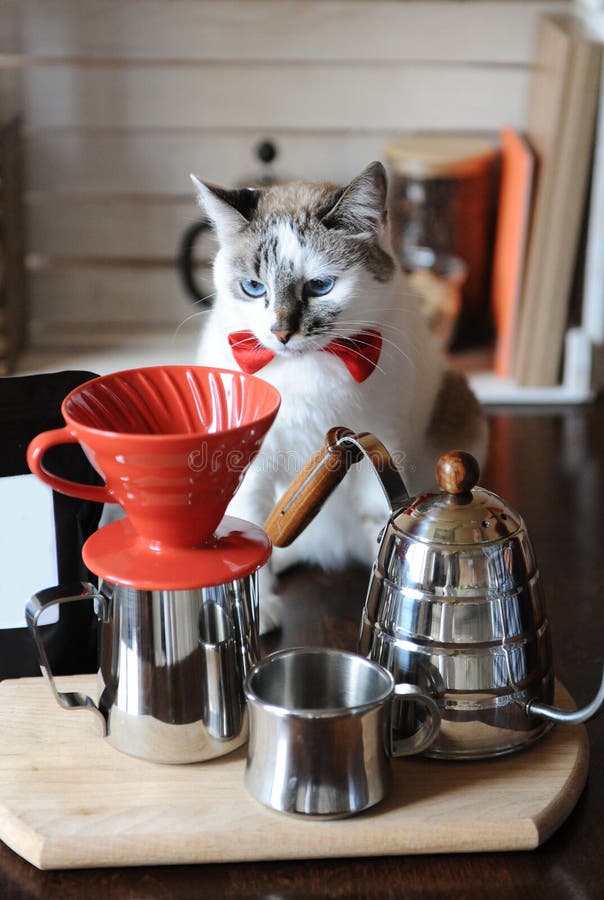 Barista de olhos azuis branco do gato no laço vermelho Fabricação de cerveja alternativa do café Embale com etiqueta vazia, espaç fotografia de stock Barista de olhos azuis branco do gato no laço vermelho Fabricação de cerveja alternativa do café Embale com etiqueta vazia, espaç fotografia de stock