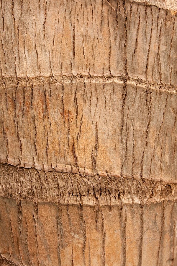 Bark