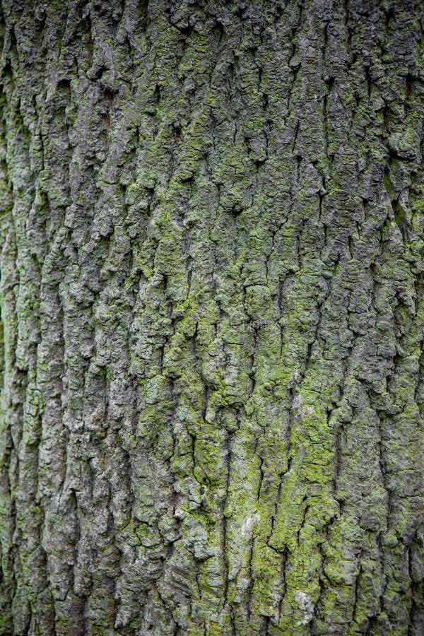 Bark stock photography