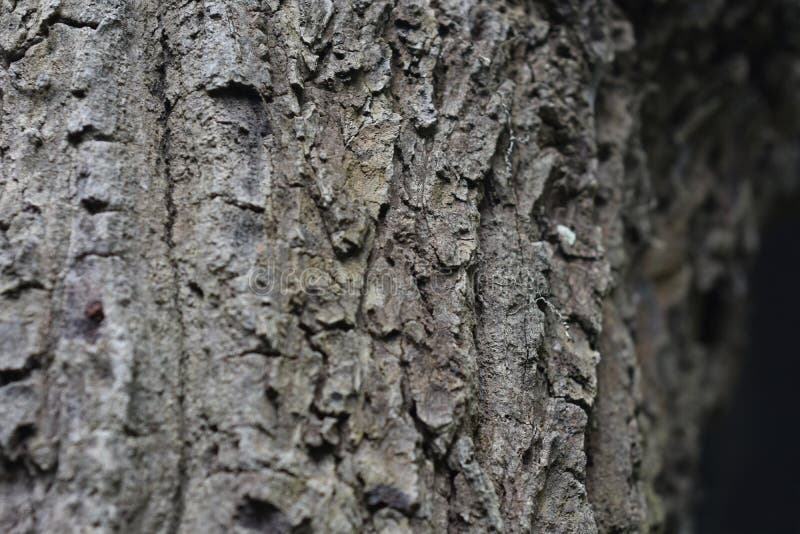 Bark It is a beautiful natural bark. stock photography.