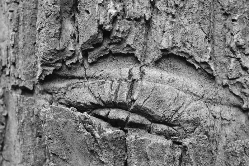 Bark It is a beautiful natural bark. stock images.