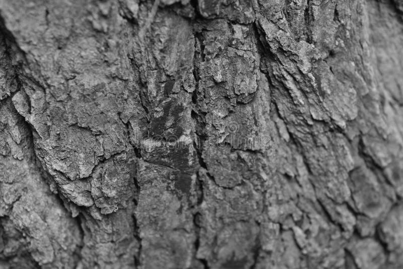 Bark It is a beautiful natural bark. royalty free stock photos.