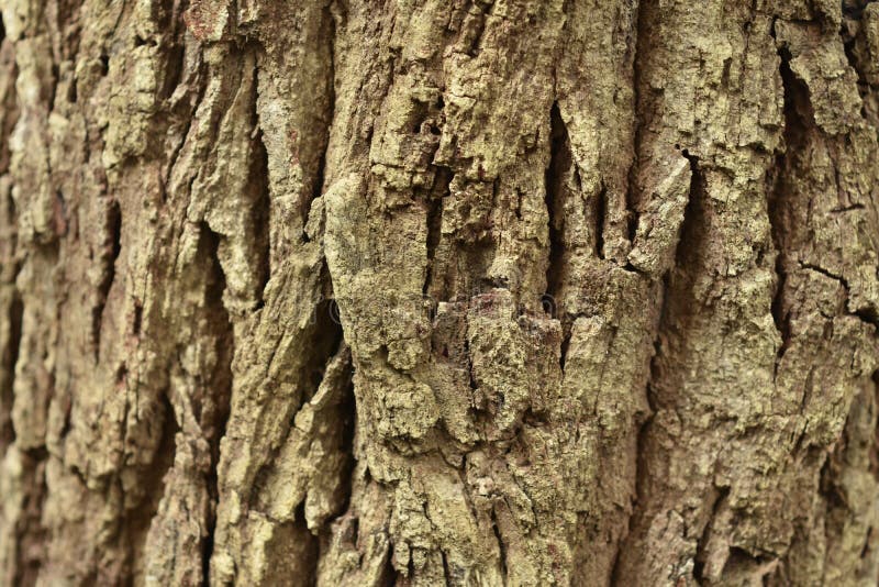 Bark It is a beautiful natural bark. royalty free stock photos.
