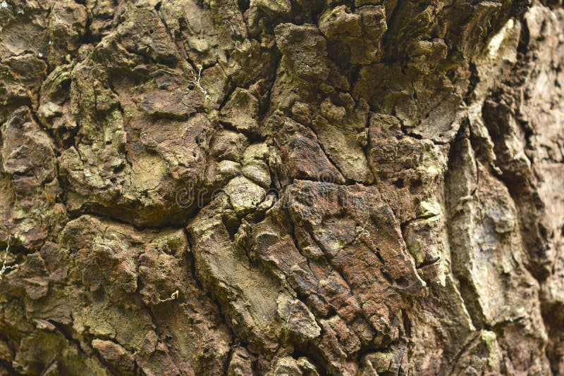 Bark It is a beautiful natural bark. stock images.