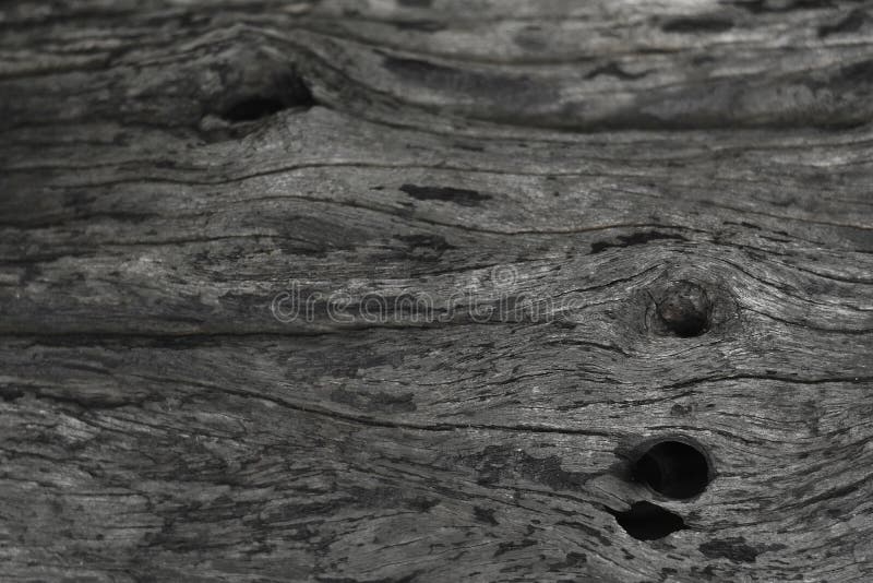 Bark It is a beautiful natural bark. stock photography.