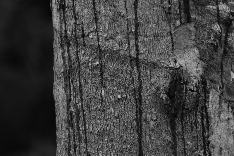 Bark It is a beautiful natural bark. royalty free stock photography.